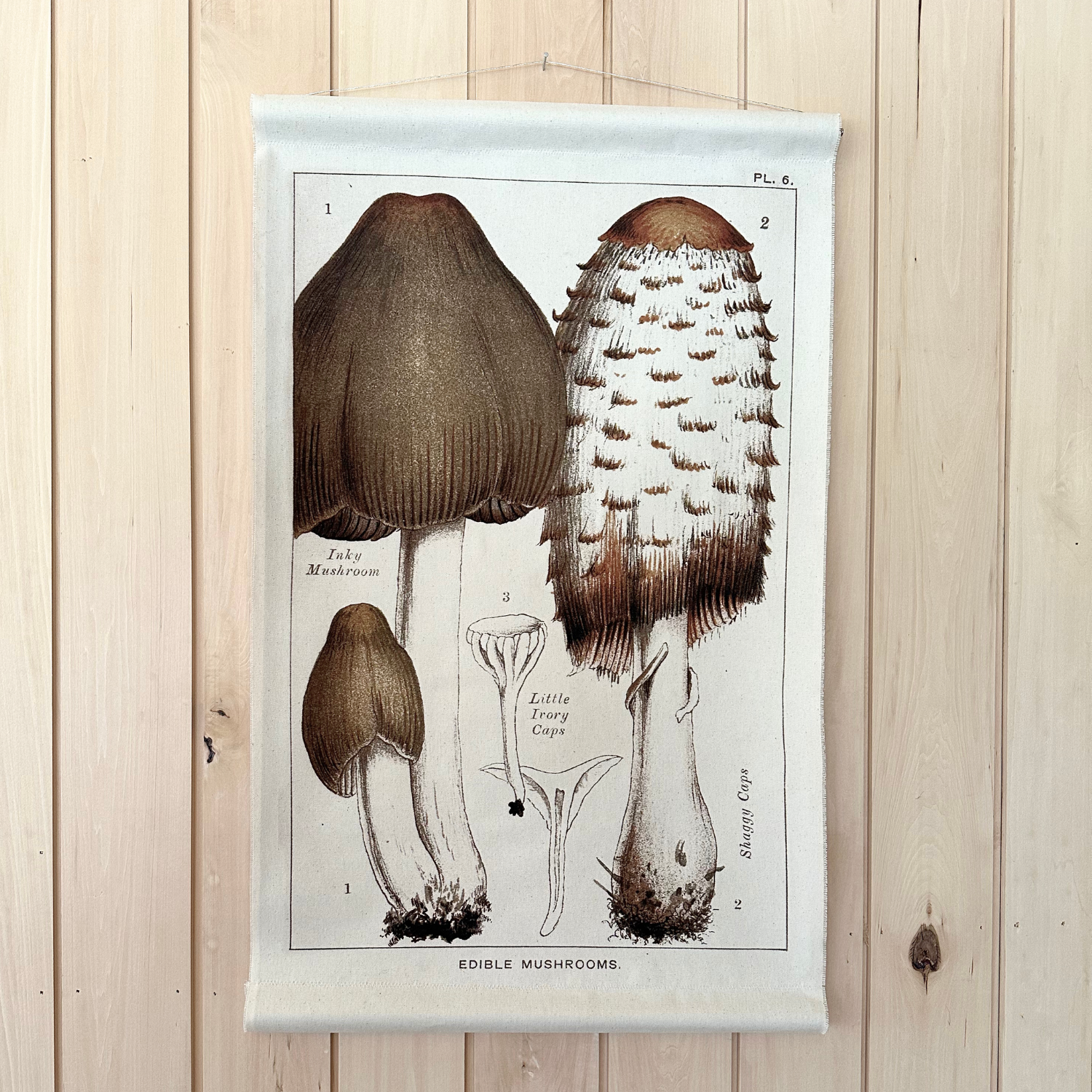 Canvas Wall Hanging - Shaggy Cap Mushroom